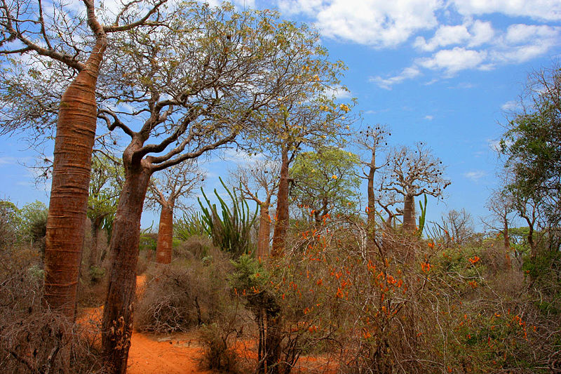 Bosque-Madagascar.jpg
